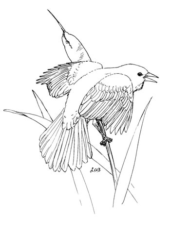 Red Winged Blackbird Coloring Page